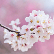 入学式の前撮りでメイクは必要？